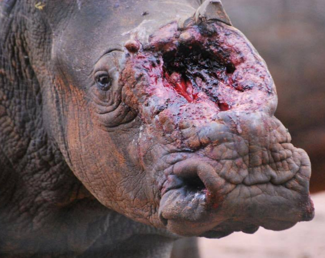 This image for Image Layouts addon